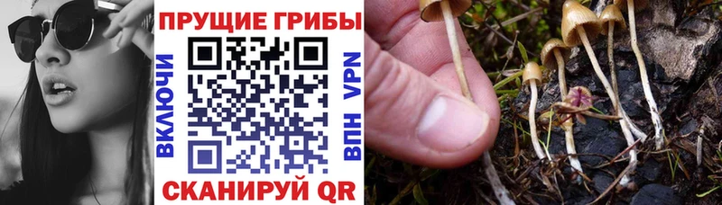 Псилоцибиновые грибы Psilocybine cubensis кракен ССЫЛКА Новое Девяткино
